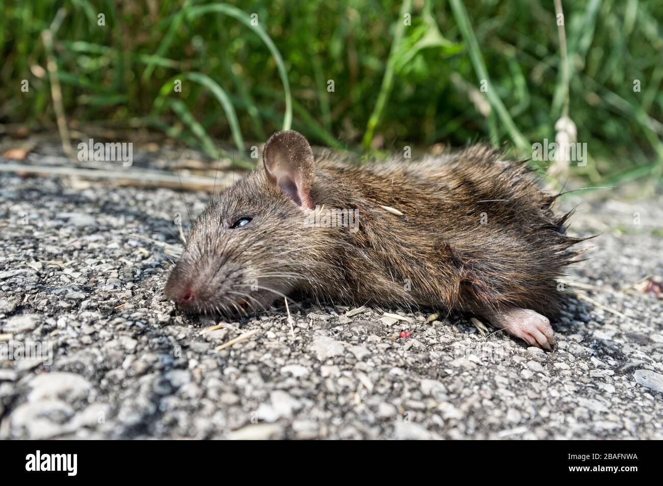 dead mouse cut in half, lying on the road Stock Photo - Alamy