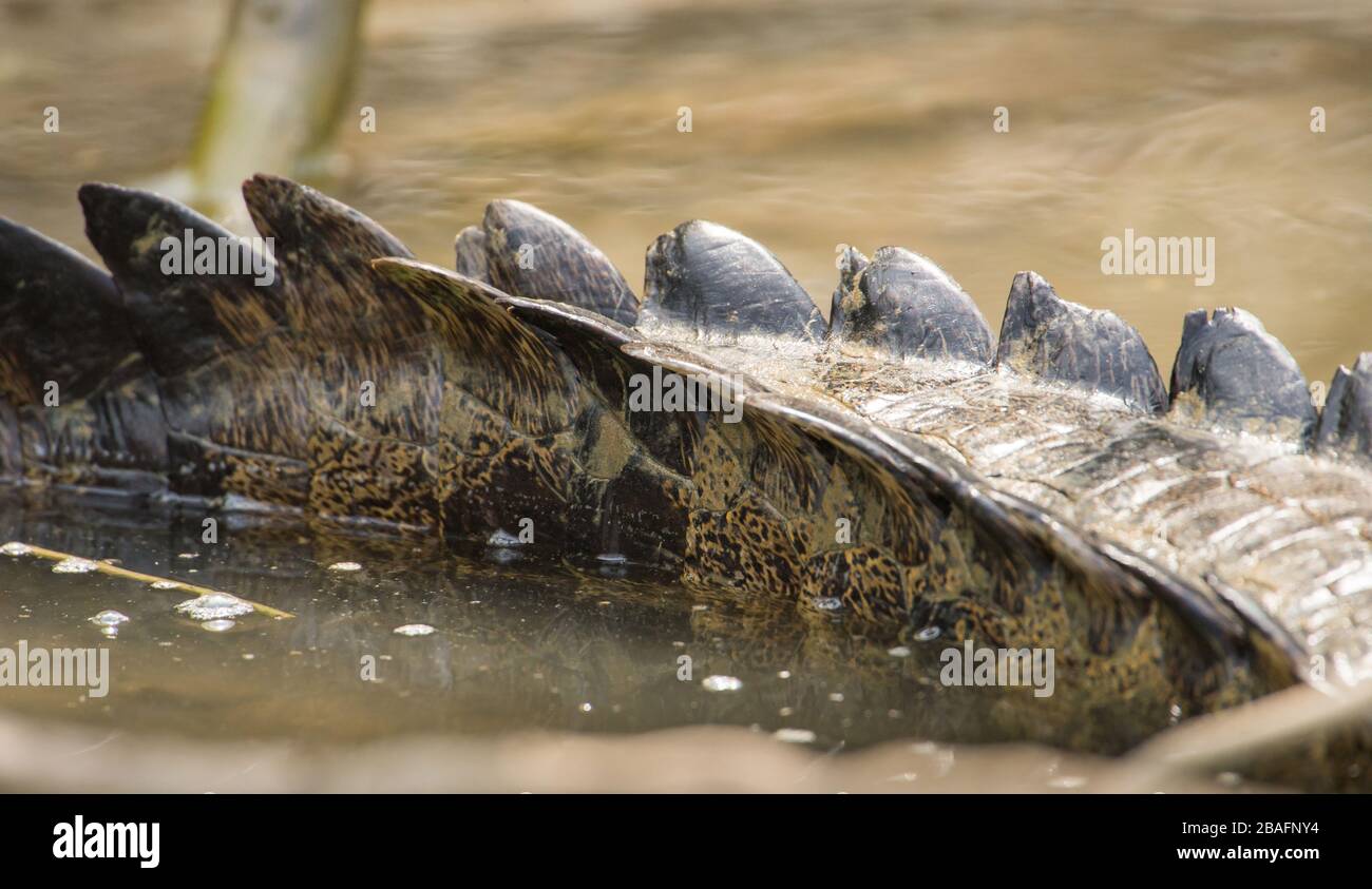 MONTES AZULES NATURAL SANCTUARY, CHIAPAS / MEXICO - MAY 17, 2019. Tail of an adult morelet's crocodile (crocodylus moreletii). Lacantun river. Stock Photo