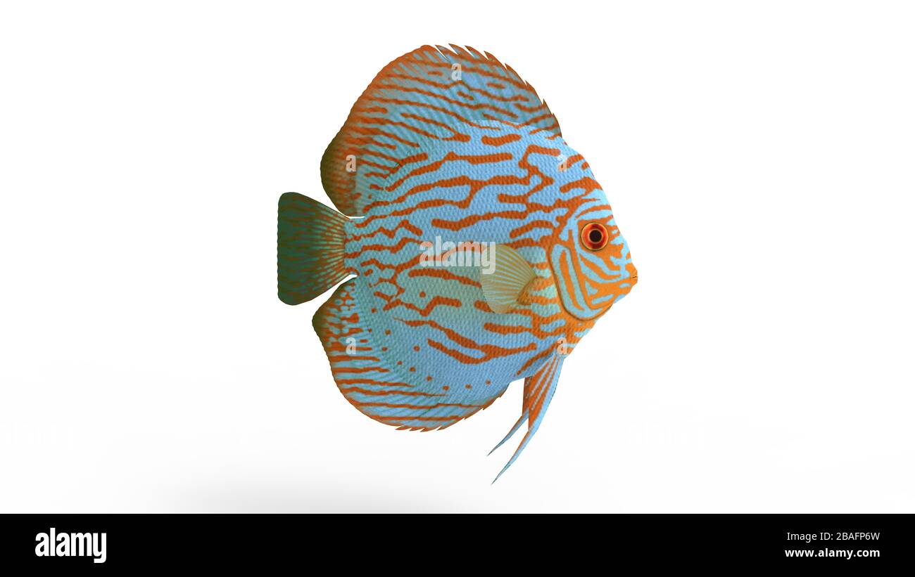 3D rendering of a tropical flat fish colored isolated on white background  Stock Photo - Alamy