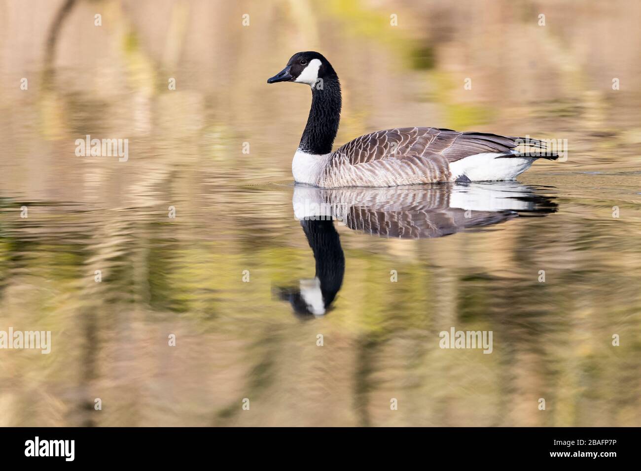 Swimming Canada Goose (Branta canadensis) Stock Photo