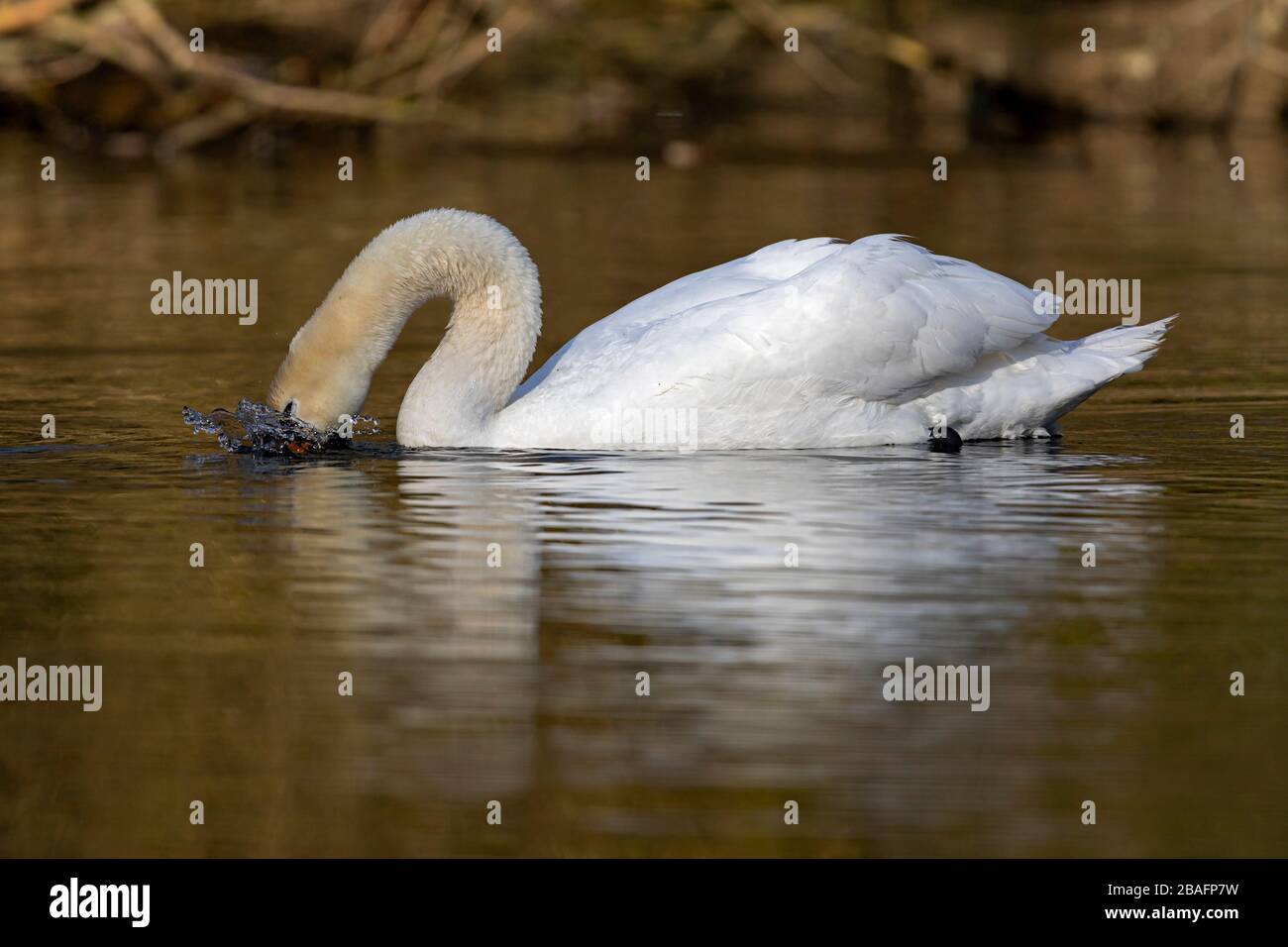 Feeding adult Mute Swan (Cygnus olor) Stock Photo