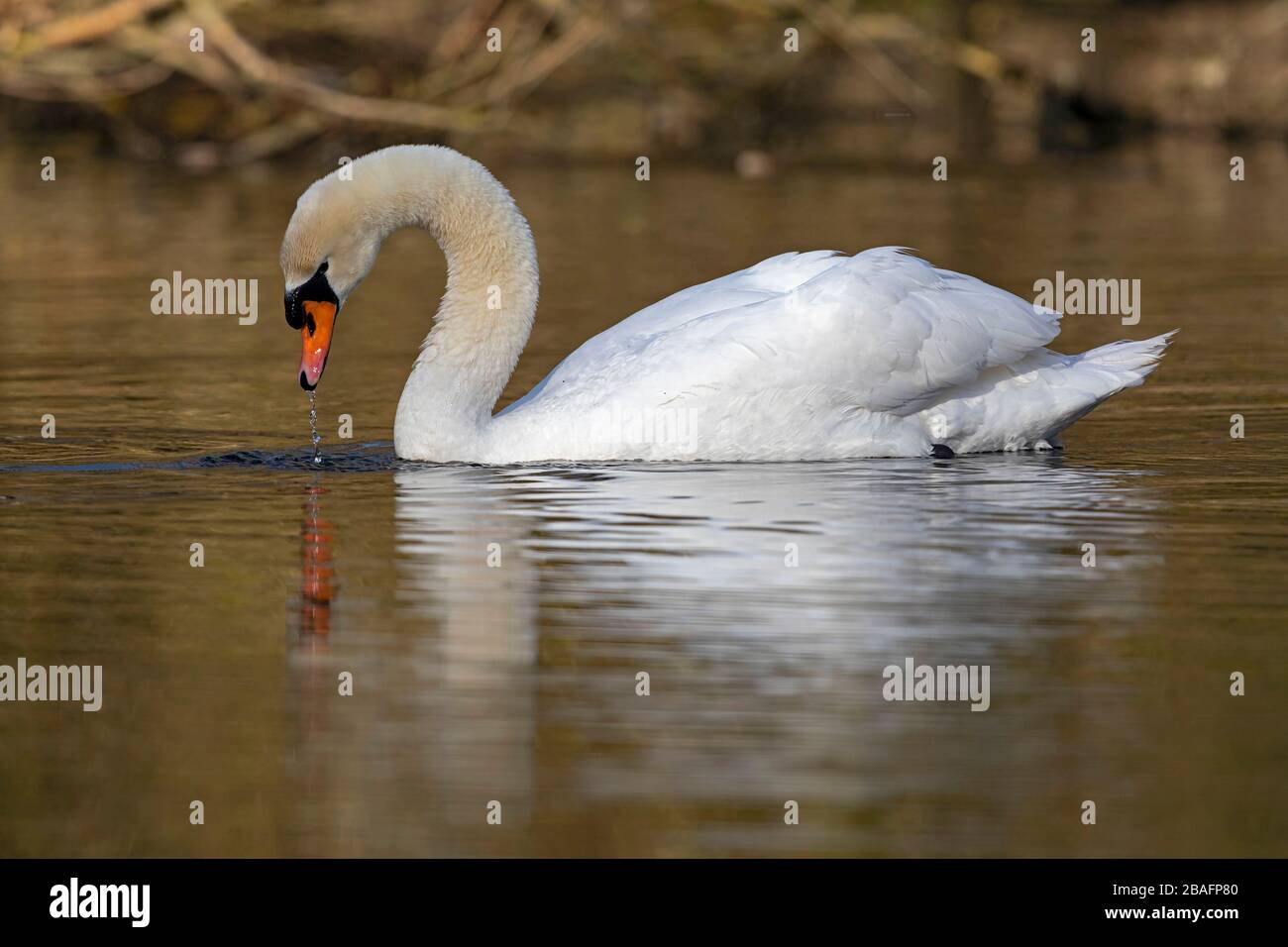 Feeding adult Mute Swan (Cygnus olor) Stock Photo