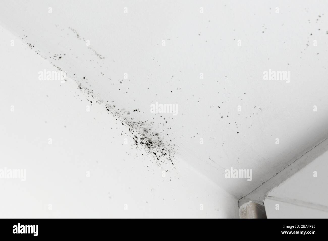 Window Mold Texture mold in the corner of the window on a white wall Texture background ...