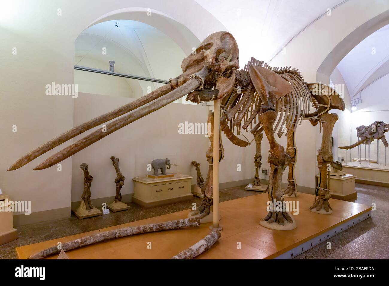 Florence, Italy - August 13 2019: Skeleton of an Anancus arvernensis, a prehistoric Mastodon nicknamed Pippo, found in Tuscany in 1825 Stock Photo