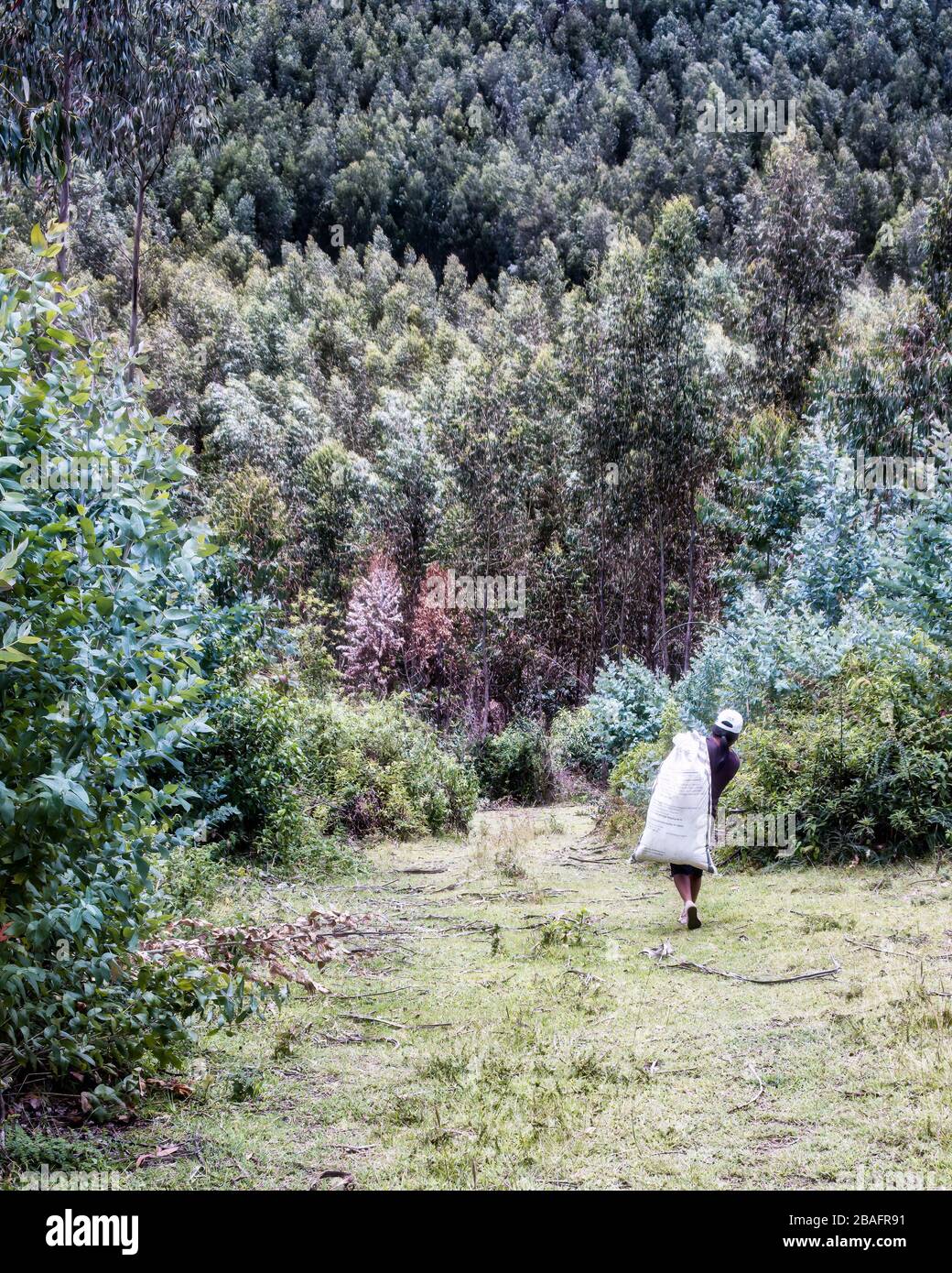 Young Quichuan native Gathering medicinal herbs from foothills of Cotacachi volcano as Coronavirus draws near Stock Photo