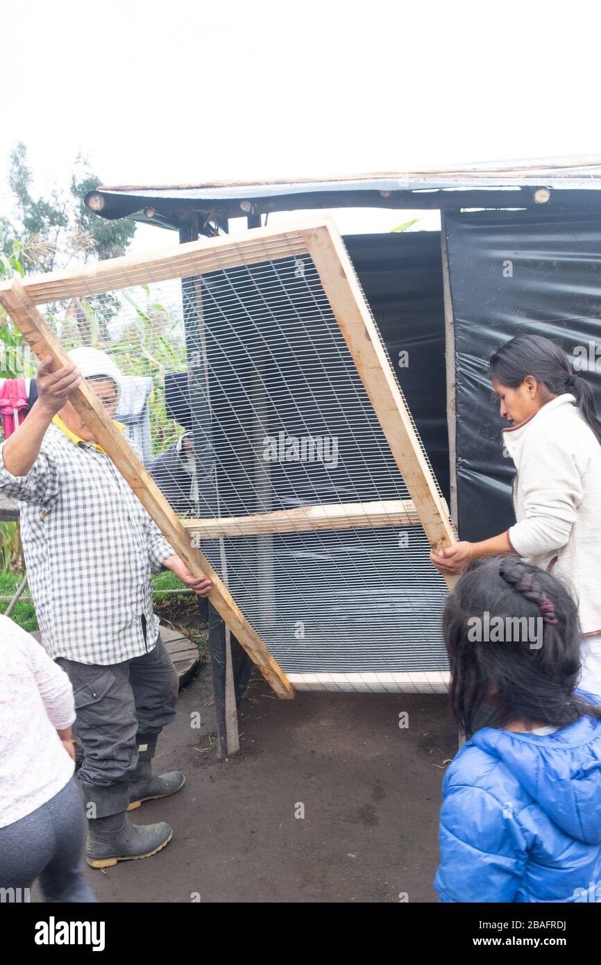 Hispanic Quichuan natives take first steps towards hanging a door on chicken-house during Coronavirus movement restrictions in Cotacachi Ecuador Stock Photo