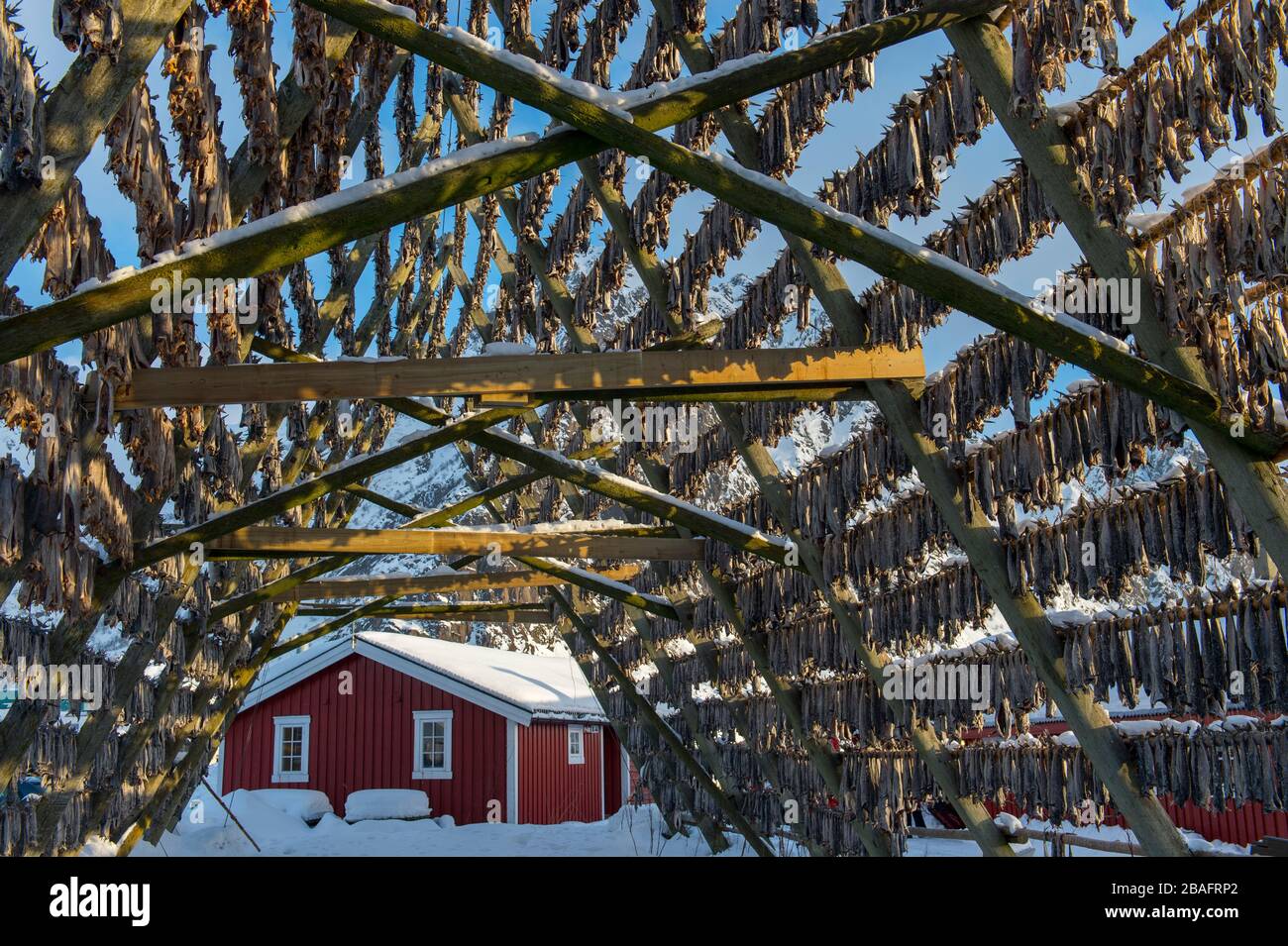 Cod is drying on drying rack in the winter in Svolvaer, a fishing town ...