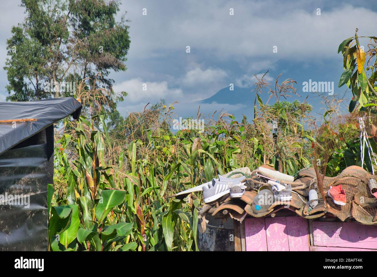 Eucalyptus oil vapor hires stock photography and images Alamy