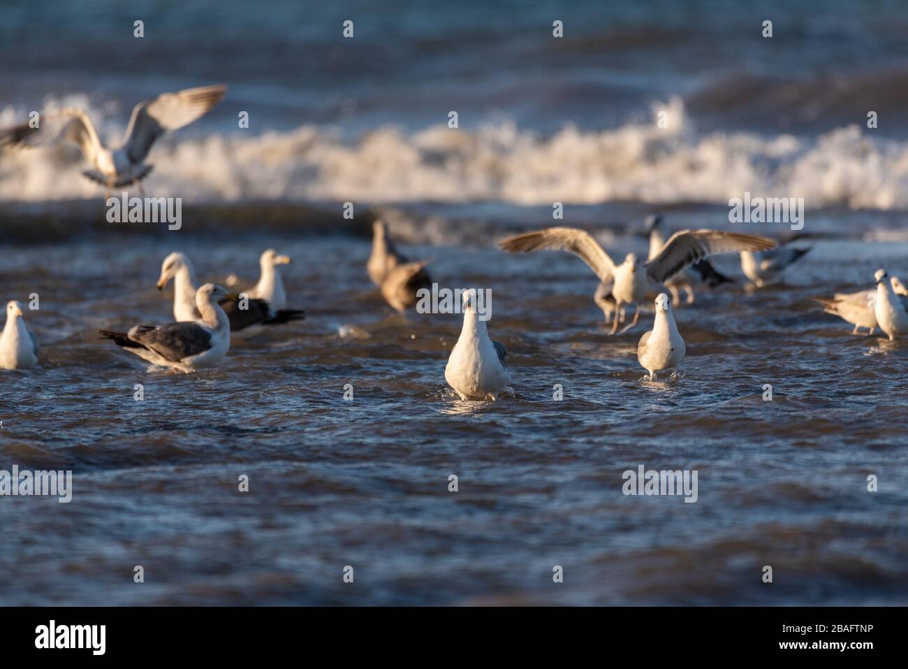 Large flock of ocean seagulls wading in same water cooperating while foraging for morning food. Stock Photo