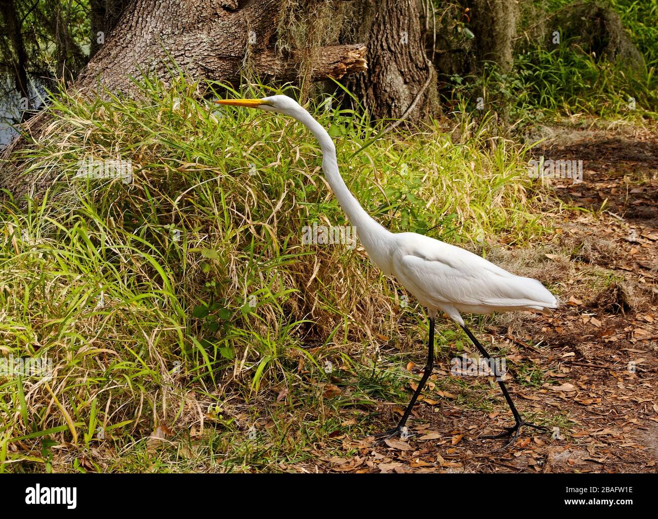 Great egret; animal; walking; nature; tall bird; white; wildlife; Ardea alba; Circle B Bar Reserve; Florida, Lakeland; FL, winter Stock Photo