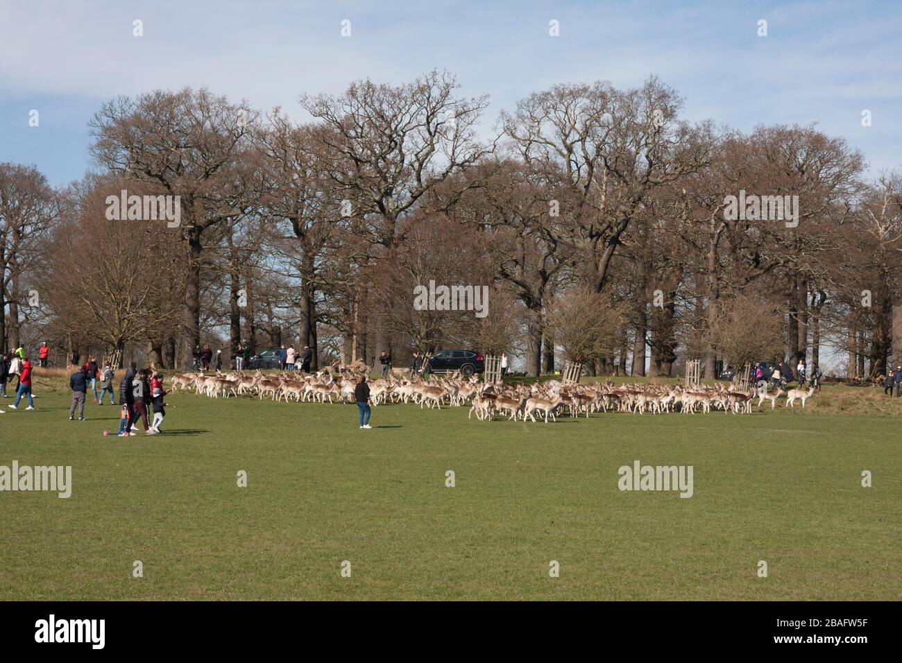 Richmond Park, London, during the coronavirus outbreak 2020, familiies approaching herd of deer on Mothers Day Stock Photo