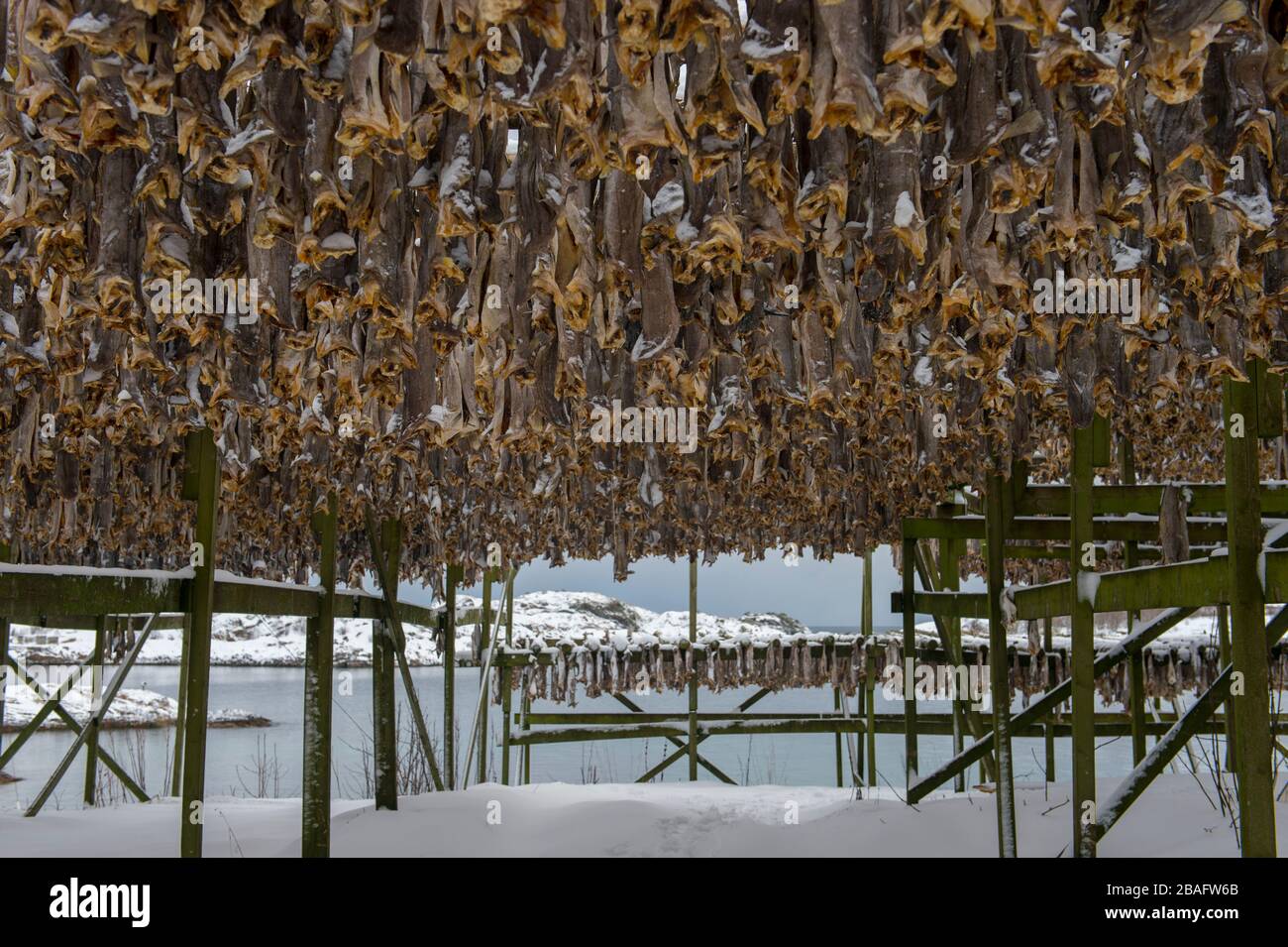 Drying cod henningsvaer lofoten islands hi-res stock photography and ...