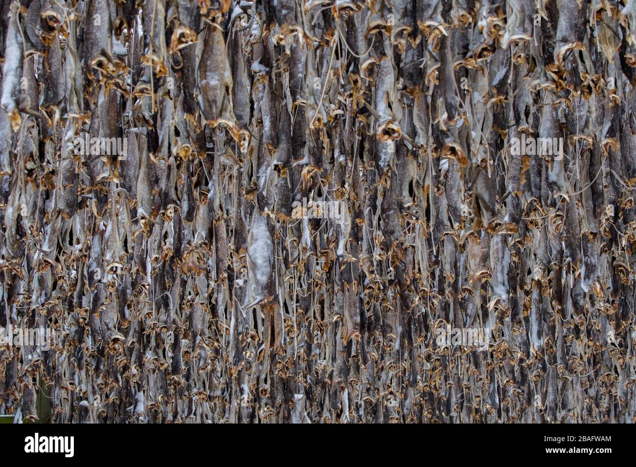Drying cod henningsvaer lofoten islands hi-res stock photography and ...
