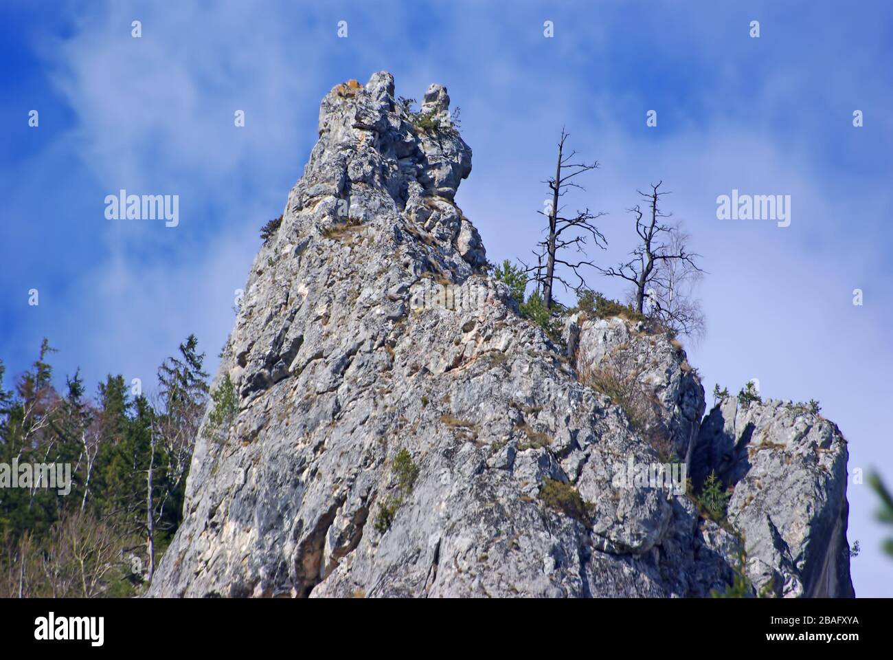 Dead trees on the top of the rock  in mountain Stock Photo