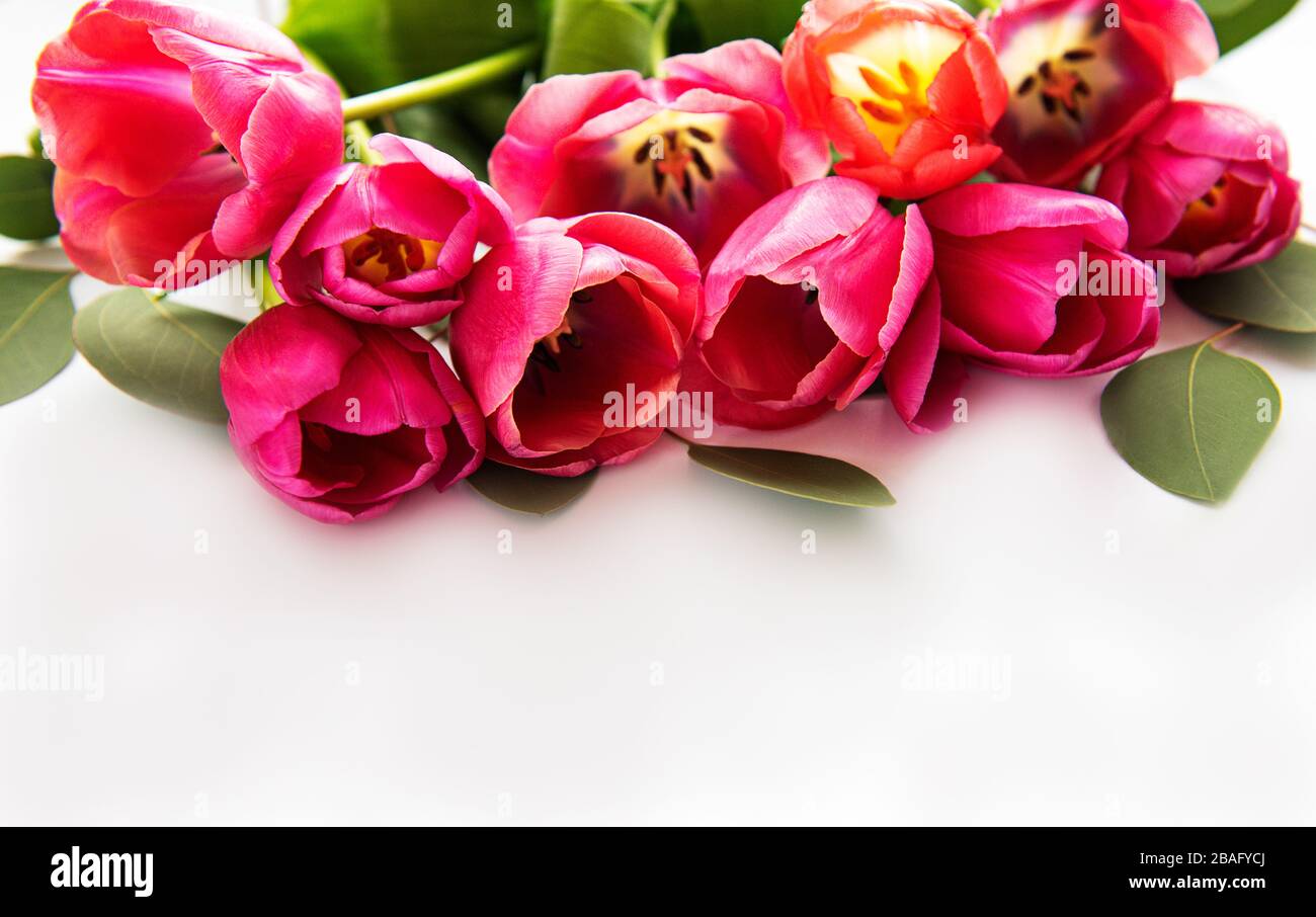 Beautiful pink tulips isolated on a white background Stock Photo - Alamy