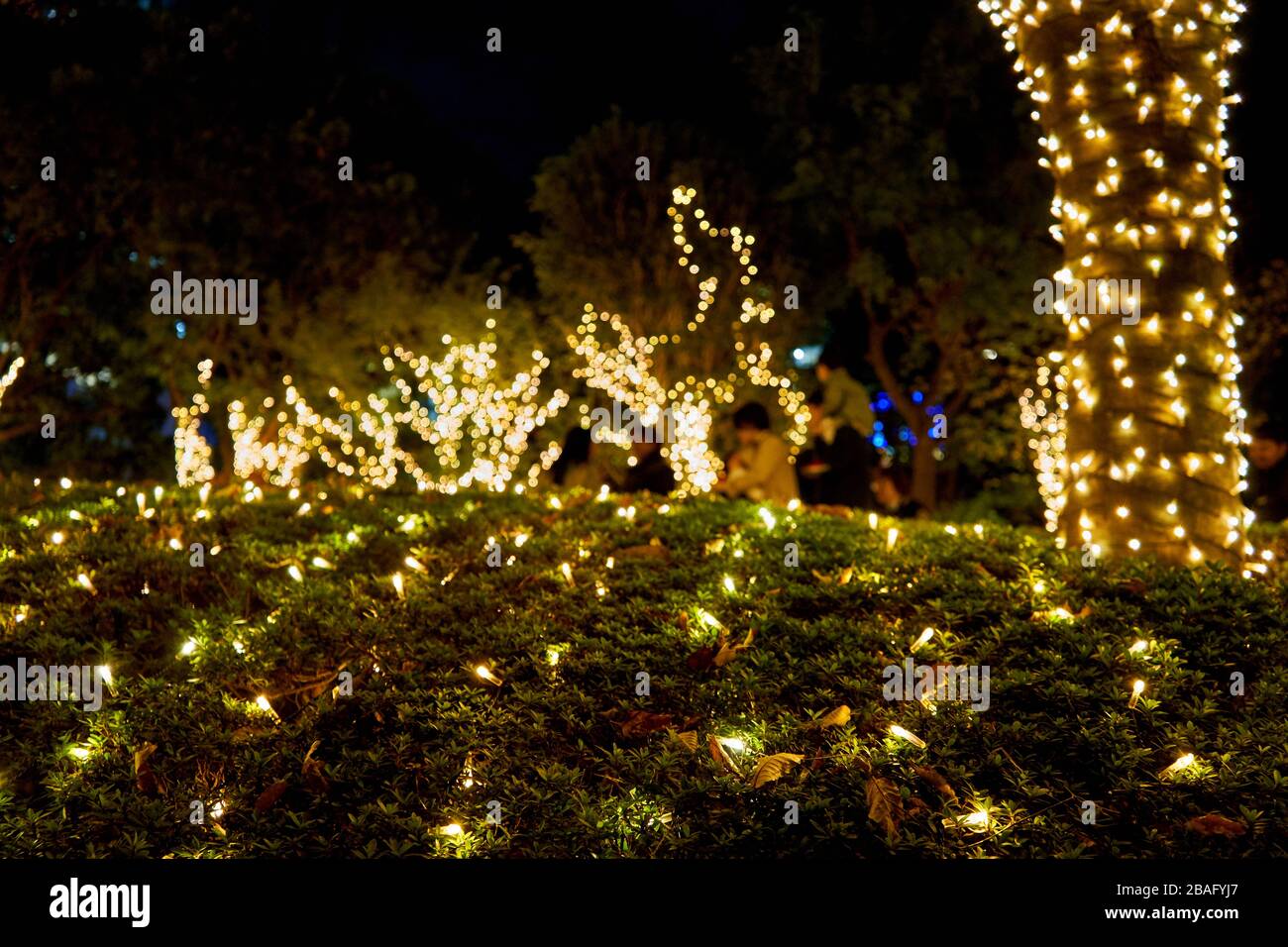 Trees decorated with christmas lights Stock Photo