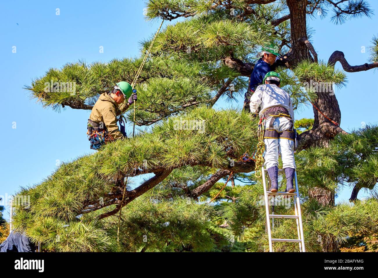 Workers are cutting big pine tree to look like bonsai Stock Photo