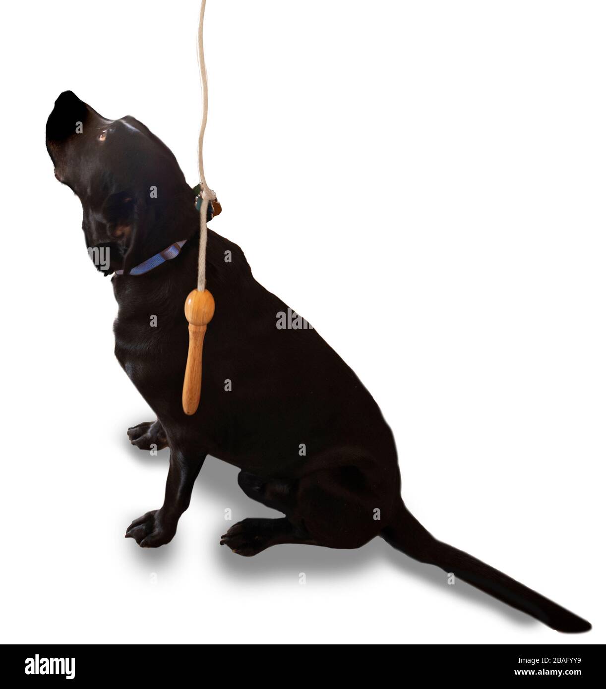 Jump rope as dog leash Stock Photo