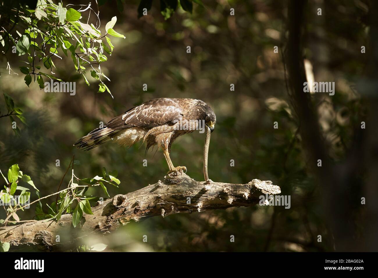 The crested serpent eagle feeding on a snake, at Ranthambhore forest, India. Stock Photo