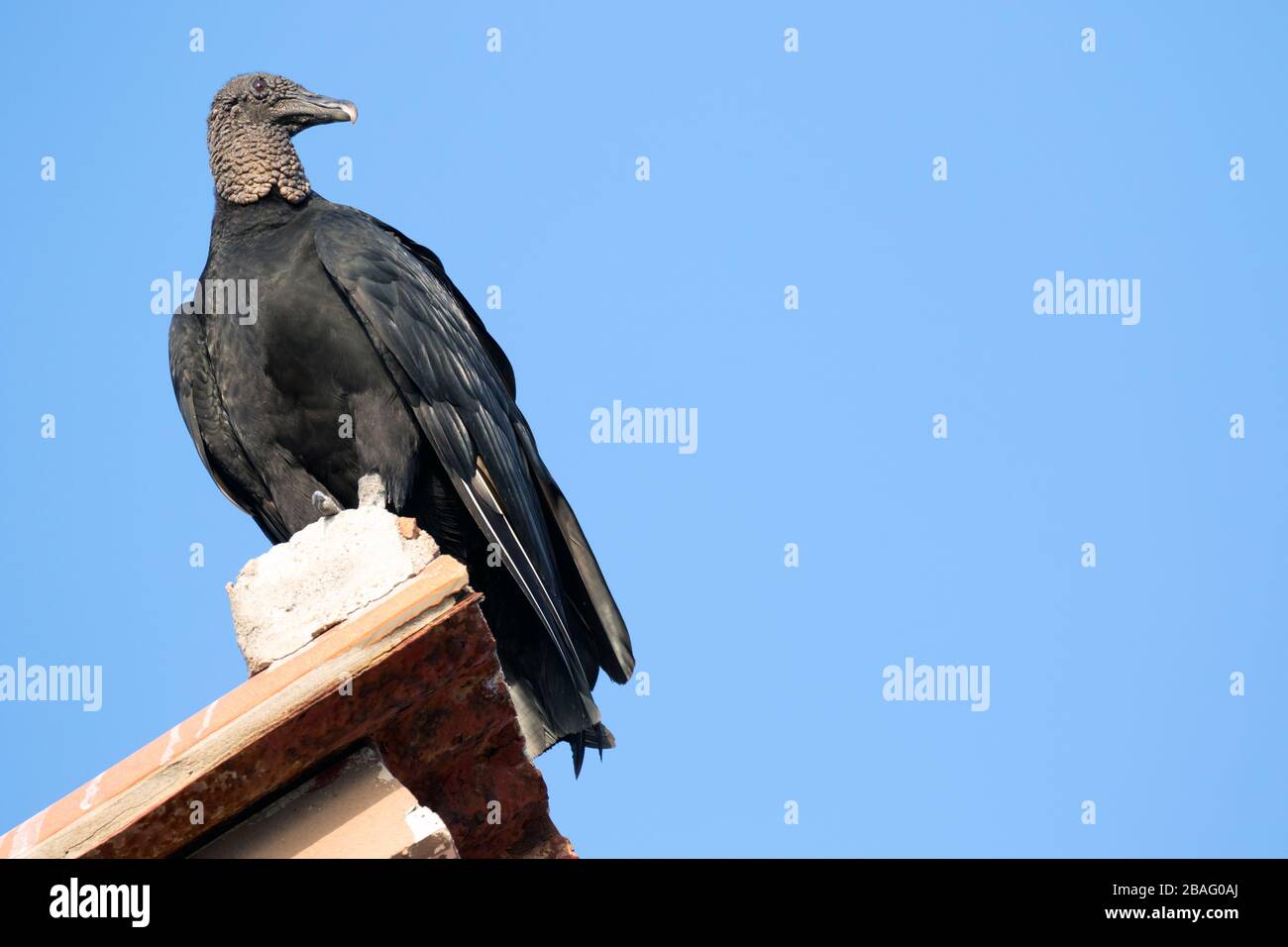 A Black Vulture (Coragyps atratus), also known as the American Black Vulture perched on a rooftop in Nicaragua along the coast. Stock Photo