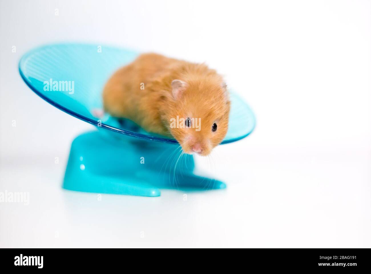 A golden or Syrian pet hamster on a saucer shaped exercise wheel Stock Photo