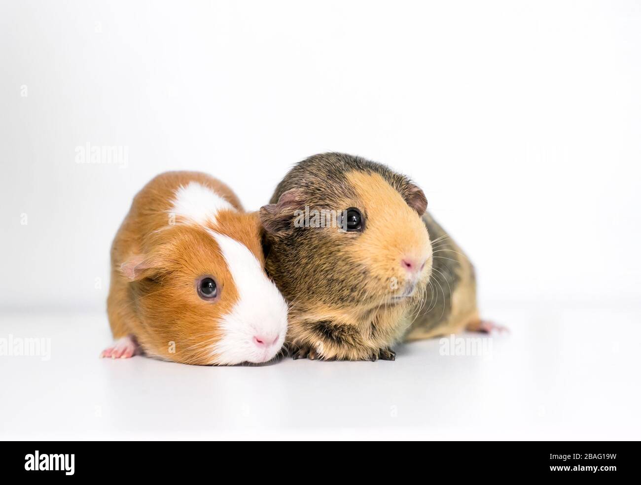 Two American Guinea Pigs (Cavia porcellus) together on a white background Stock Photo