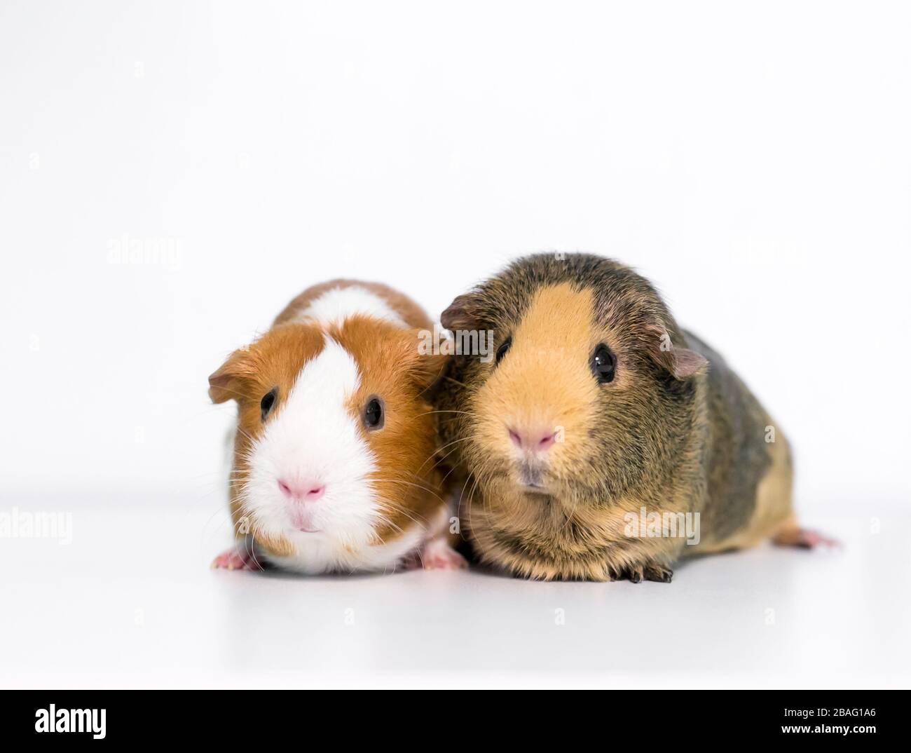 Two American Guinea Pigs (Cavia porcellus) together on a white background Stock Photo