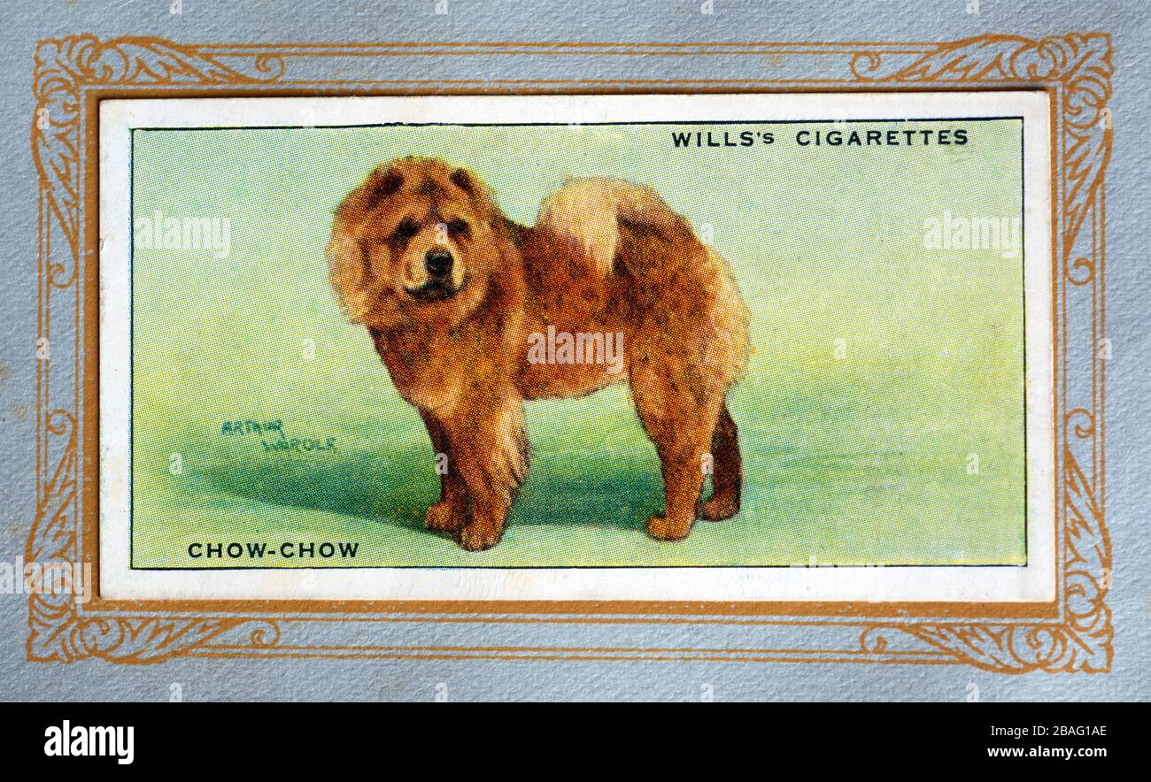 W.D. & H.O. Wills cigarette card, Chow-Chow Stock Photo