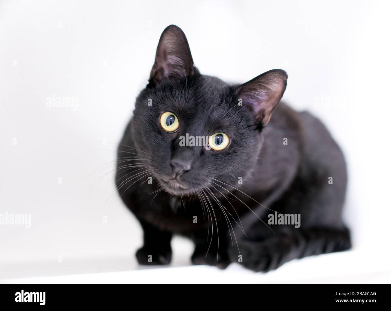 A black domestic shorthair cat with a curious expression looking directly at the camera Stock Photo