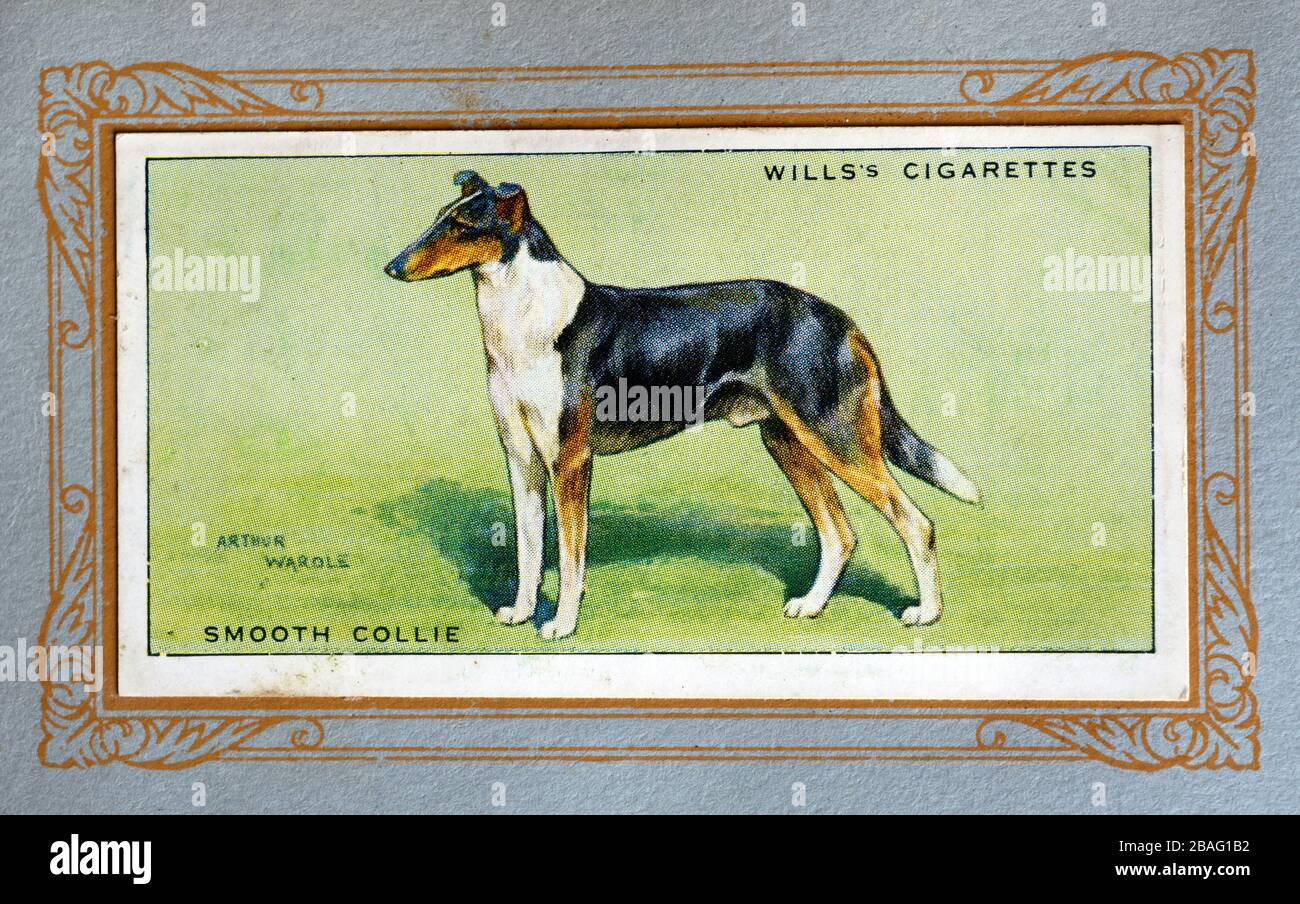 W.D. & H.O. Wills cigarette card, Smooth Collie Stock Photo