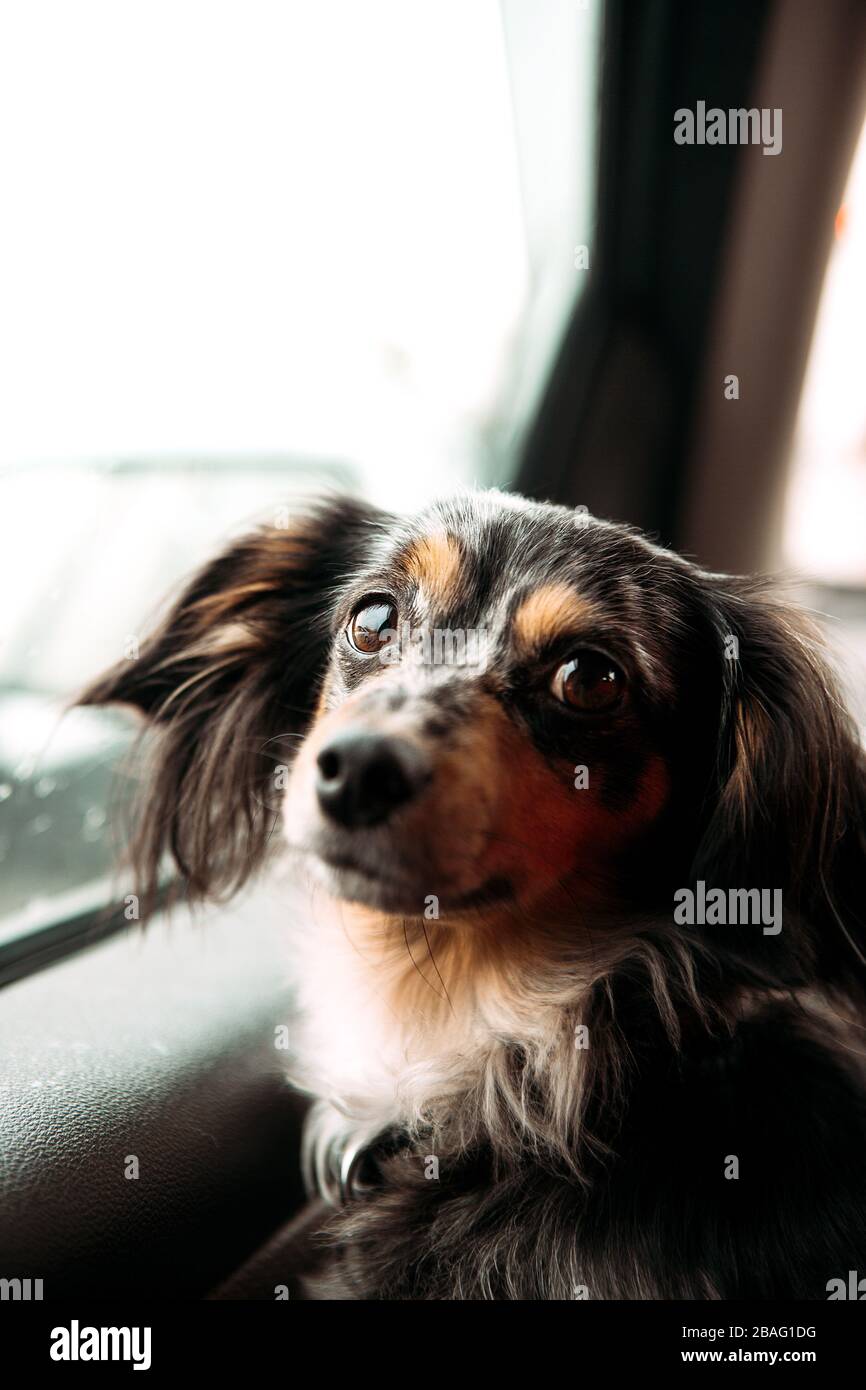 A cross between the Chihuahua and Dachshund dog breed, this brown and orange Chiweenie looks back with its eyes from the window seat Stock Photo