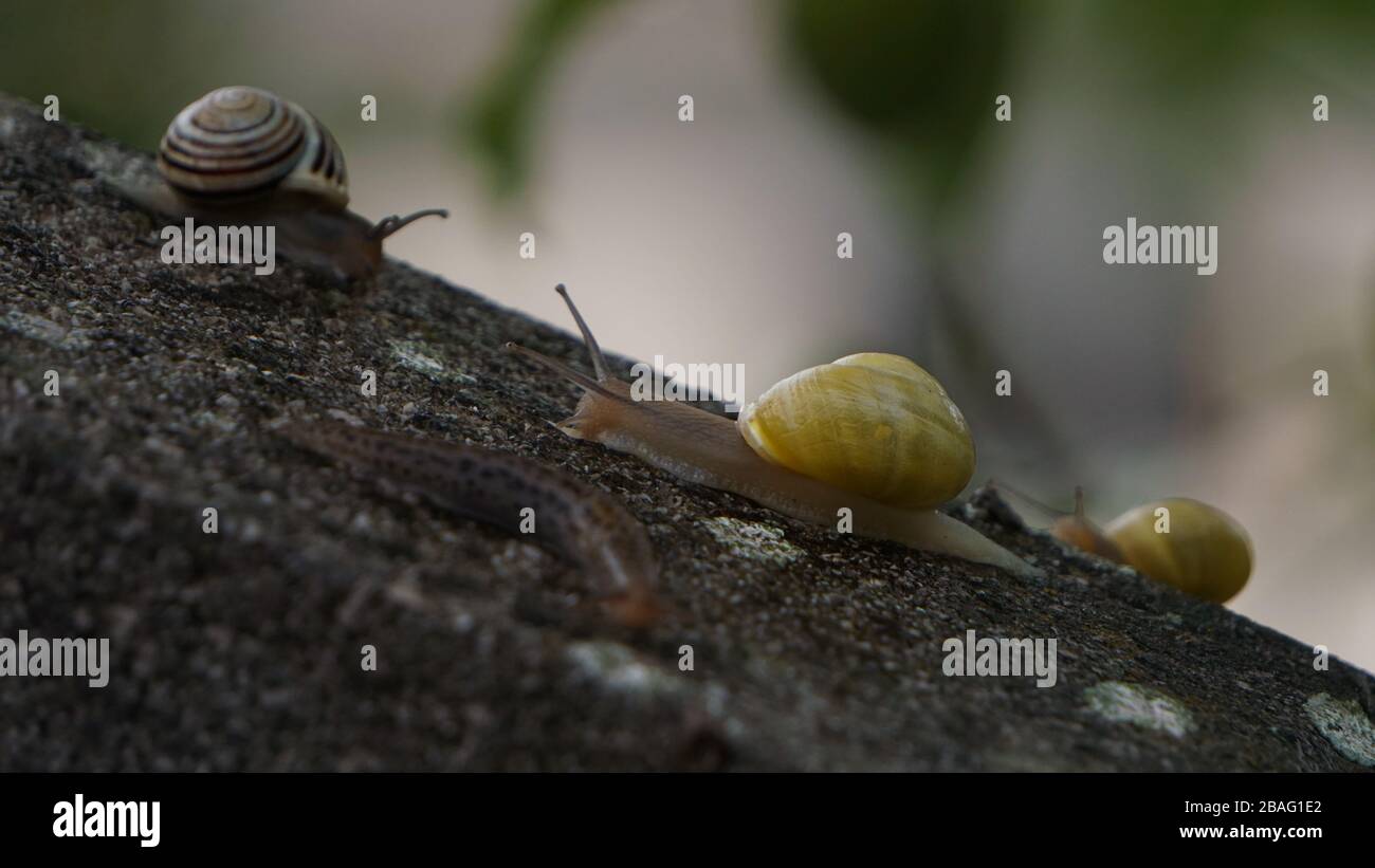 Close-up of snail Stock Photo