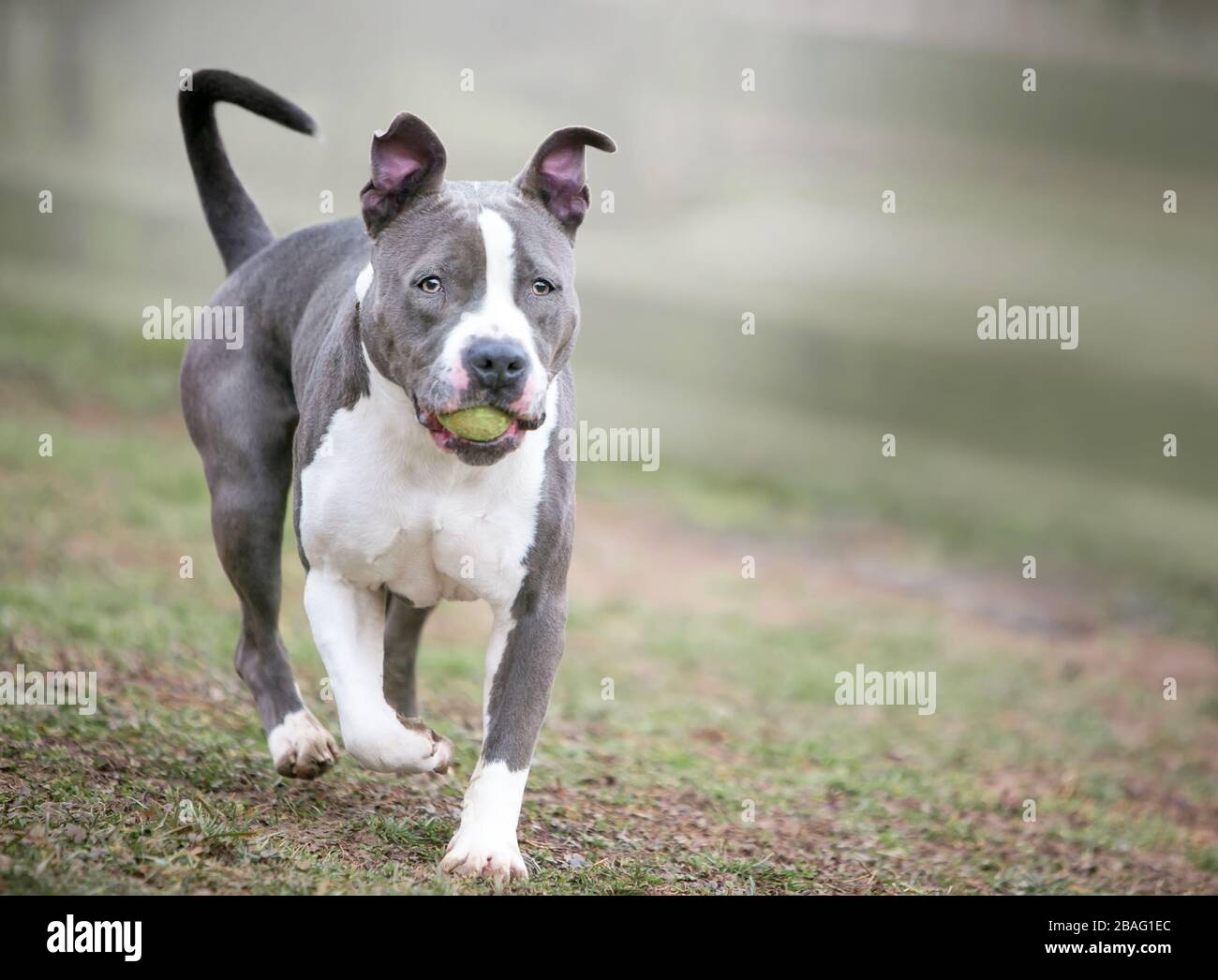 A playful gray and white Pit Bull Terrier mixed breed dog carrying a ball in its mouth Stock Photo