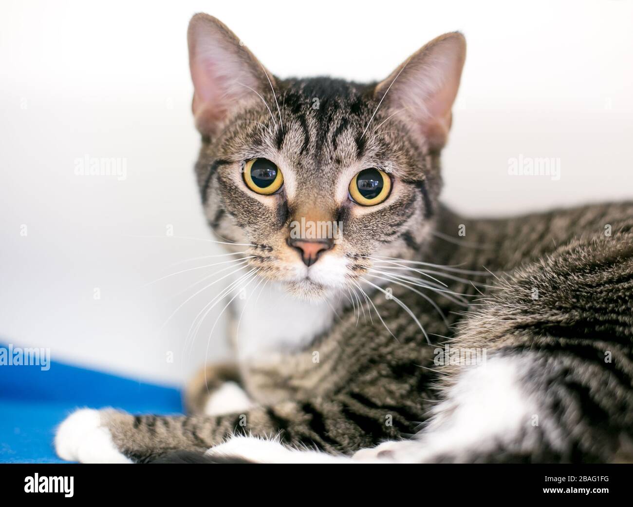 A brown tabby domestic shorthair cat with dilated pupils, lying on a