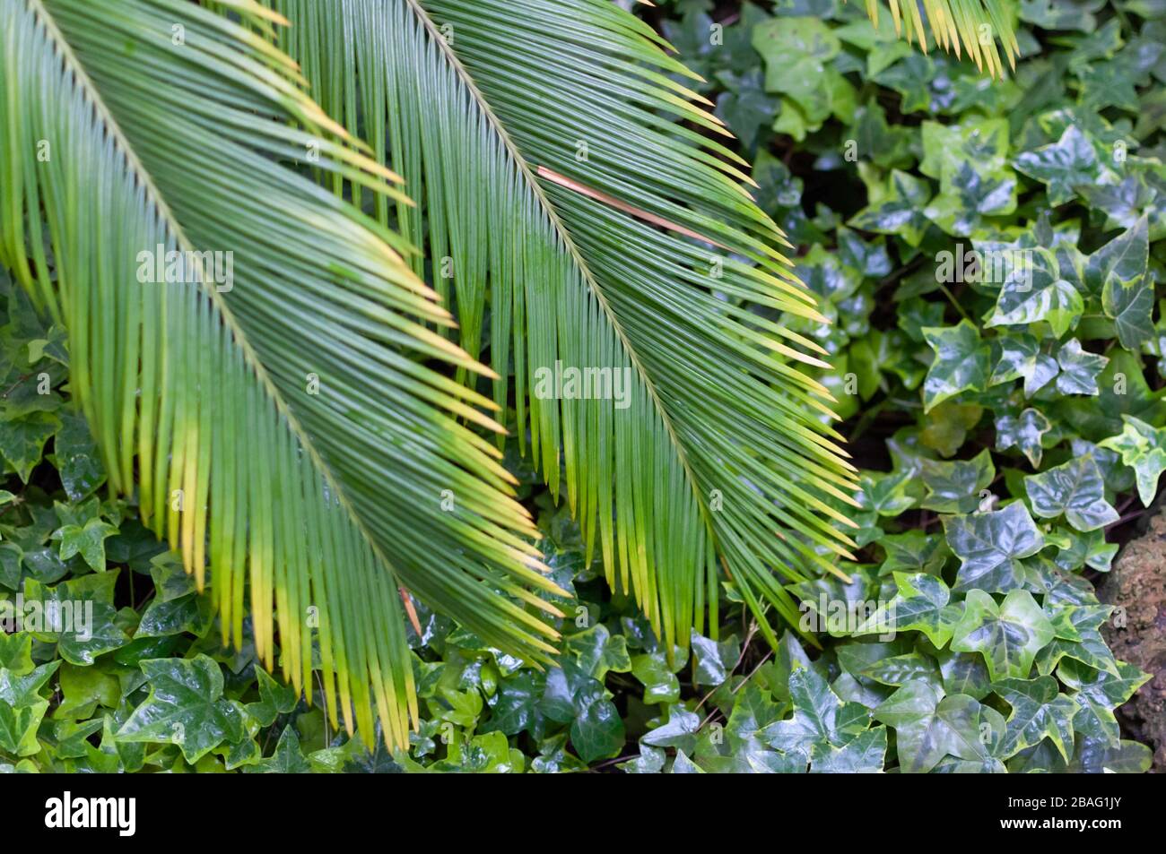 Green leaves of Cycas Tree Japan with yellow tips, background with leaf of ivy. Stock Photo