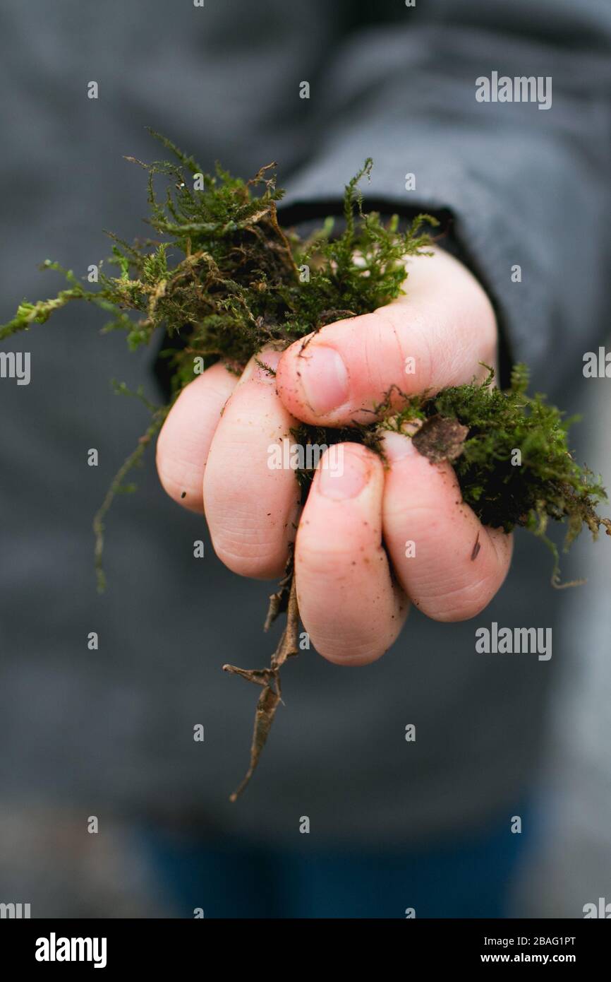 Close up of a young boy's hand holding green moss on a cold, damp day. UK Stock Photo