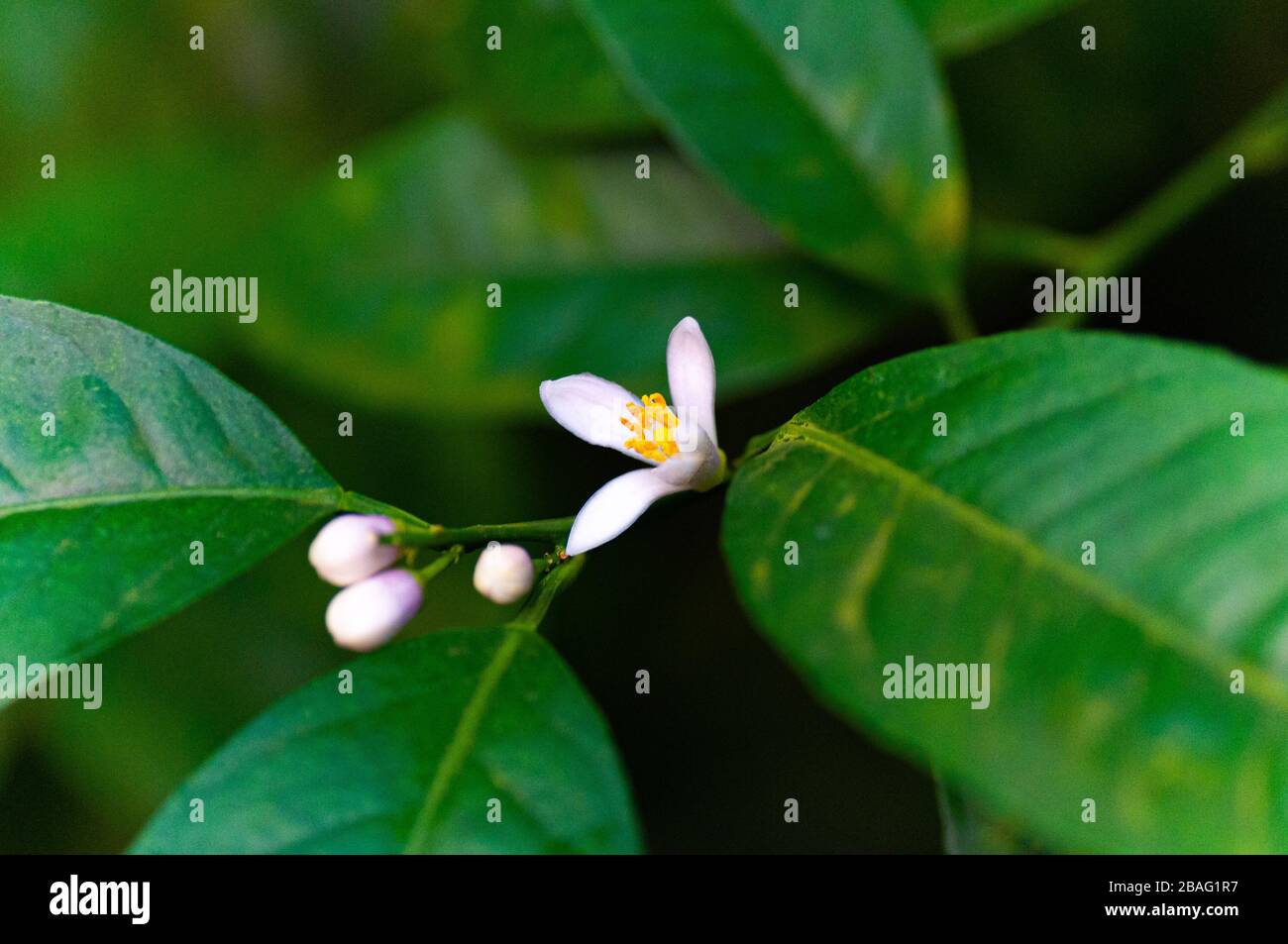 Citrus tree with flowers. lemon tree. citrus blossoms Stock Photo Alamy