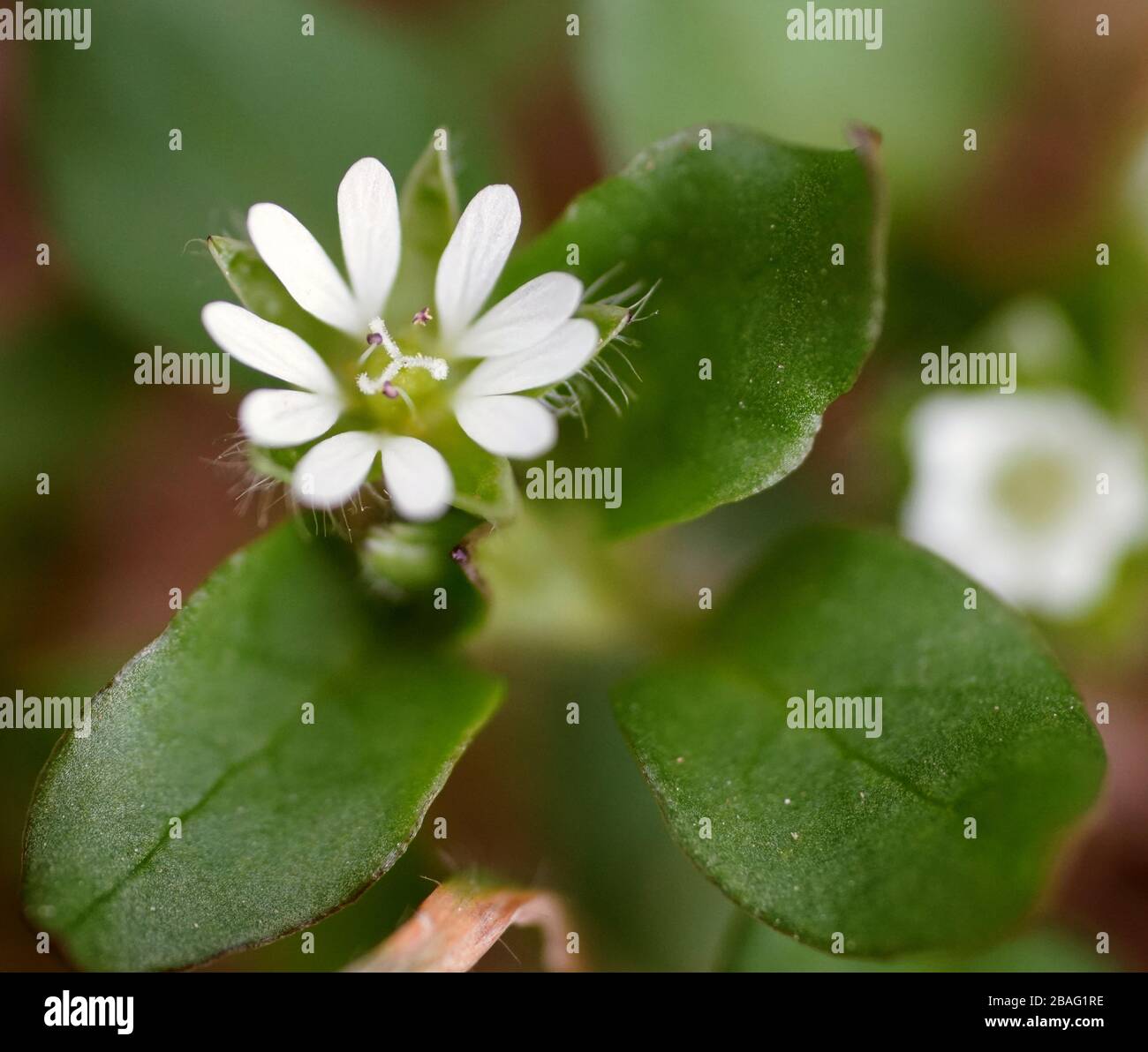 Close-up of flowering plant Stock Photo
