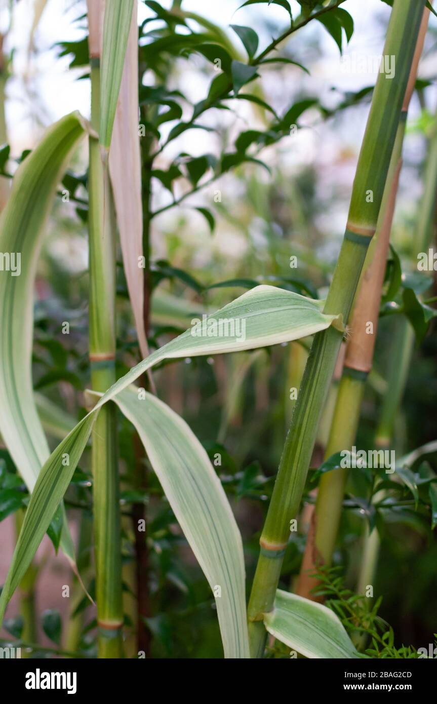 Green bamboo stems leaves hi-res stock photography and images - Alamy