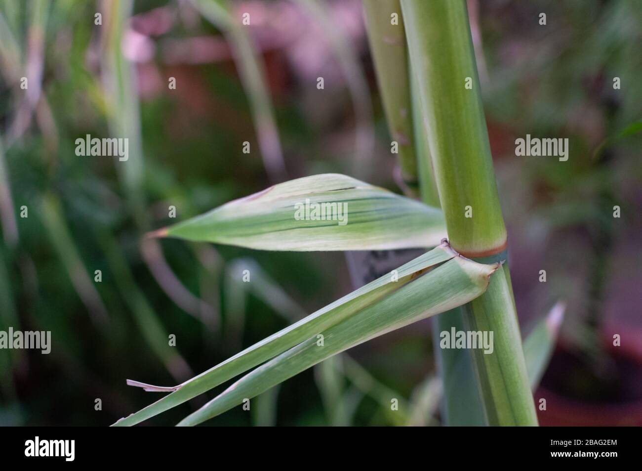 Background green stems japanese hi-res stock photography and images - Alamy