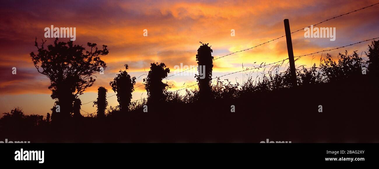 Guernsey. Countryside hedge and barbed wire fence silhouette at sunset. Stock Photo