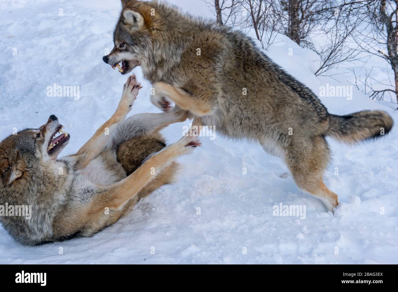 Gray wolves (Canis lupus) in the snow fighting with each other at a