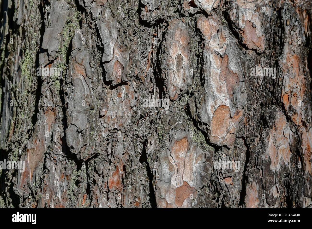 Texture of pine bark. Close-up. Background Stock Photo - Alamy
