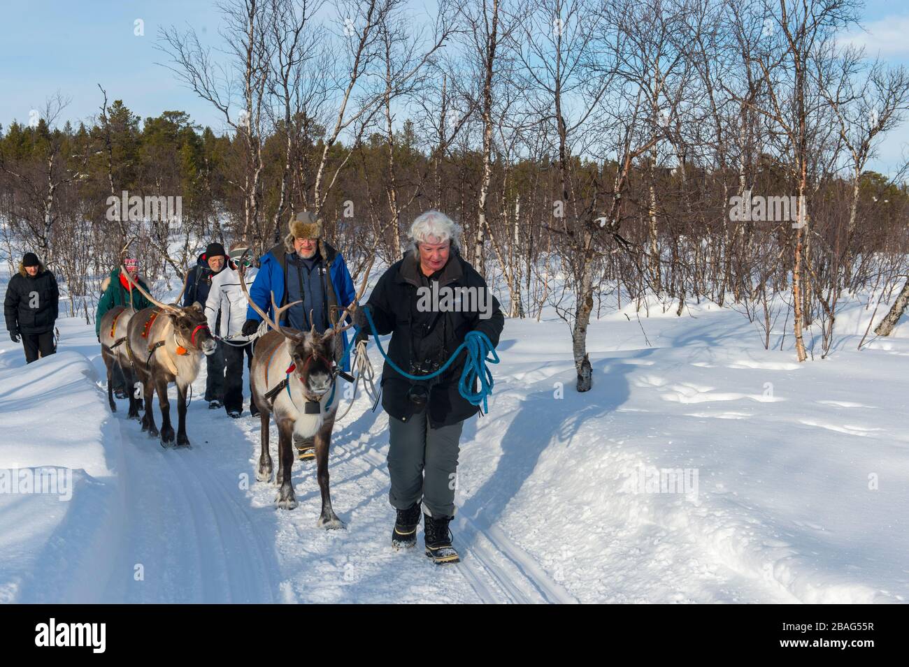 Tourists leading reindeer through the snow at the Sami village of Ravttas near Kiruna in Swedish Lapland, northern Sweden. Stock Photo