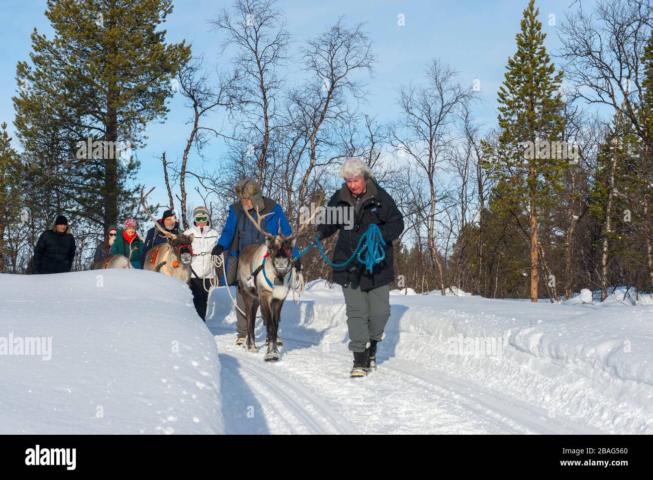 Tourists leading reindeer through the snow at the Sami village of Ravttas near Kiruna in Swedish Lapland, northern Sweden. Stock Photo