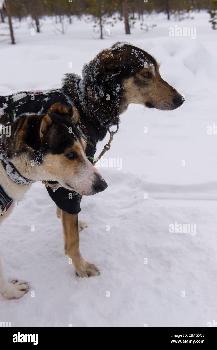 Close-up of sled dogs at the Torne River near the Icehotel in Jukkasjarvi near Kiruna in Swedish Lapland; northern Sweden. Stock Photo