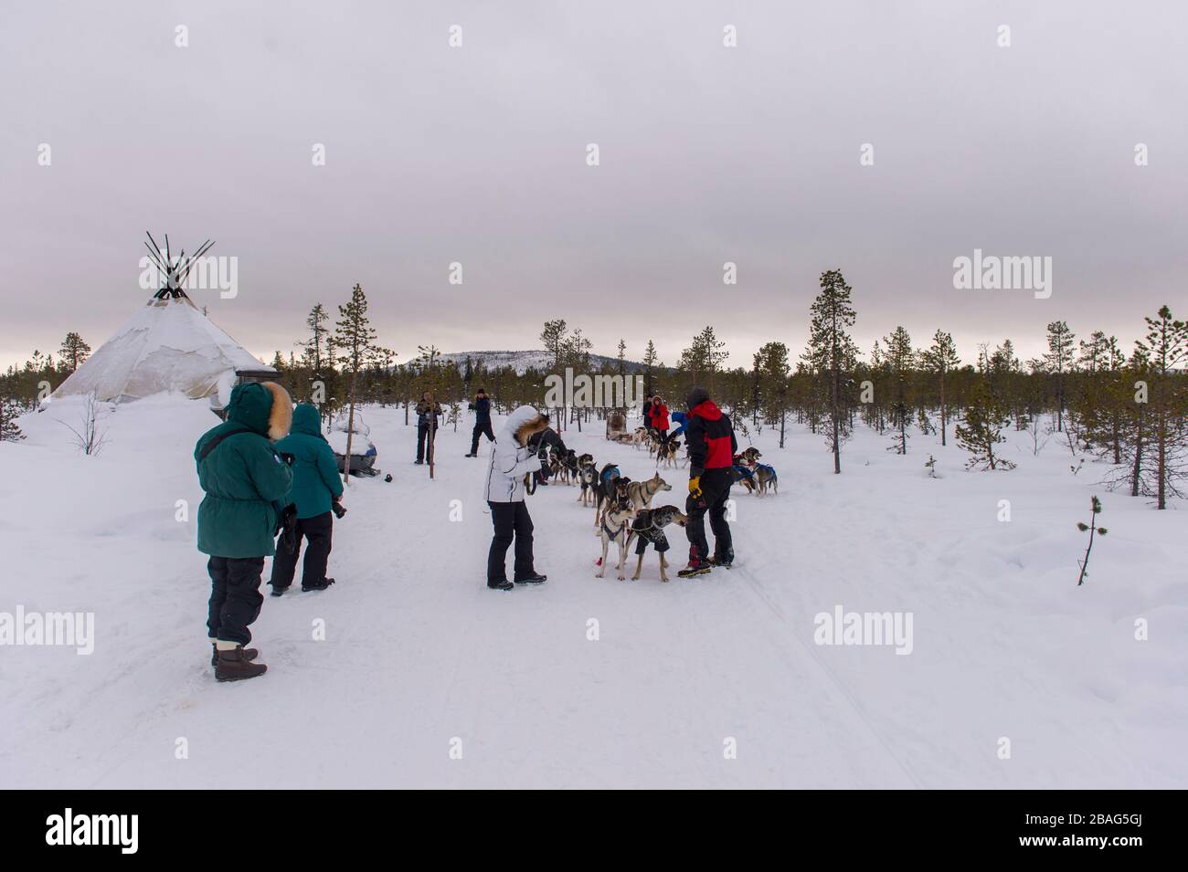 Tourists with sled dogs at the Torne River near the Icehotel in Jukkasjarvi near Kiruna in Swedish Lapland; northern Sweden. Stock Photo