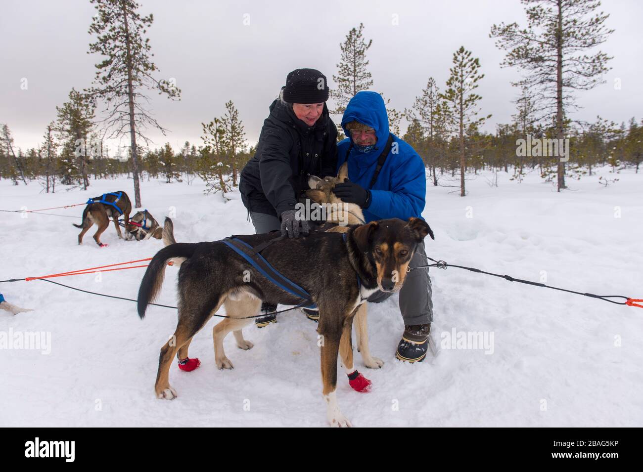 Tourists with sled dogs at the Torne River near the Icehotel in Jukkasjarvi near Kiruna in Swedish Lapland; northern Sweden. Stock Photo
