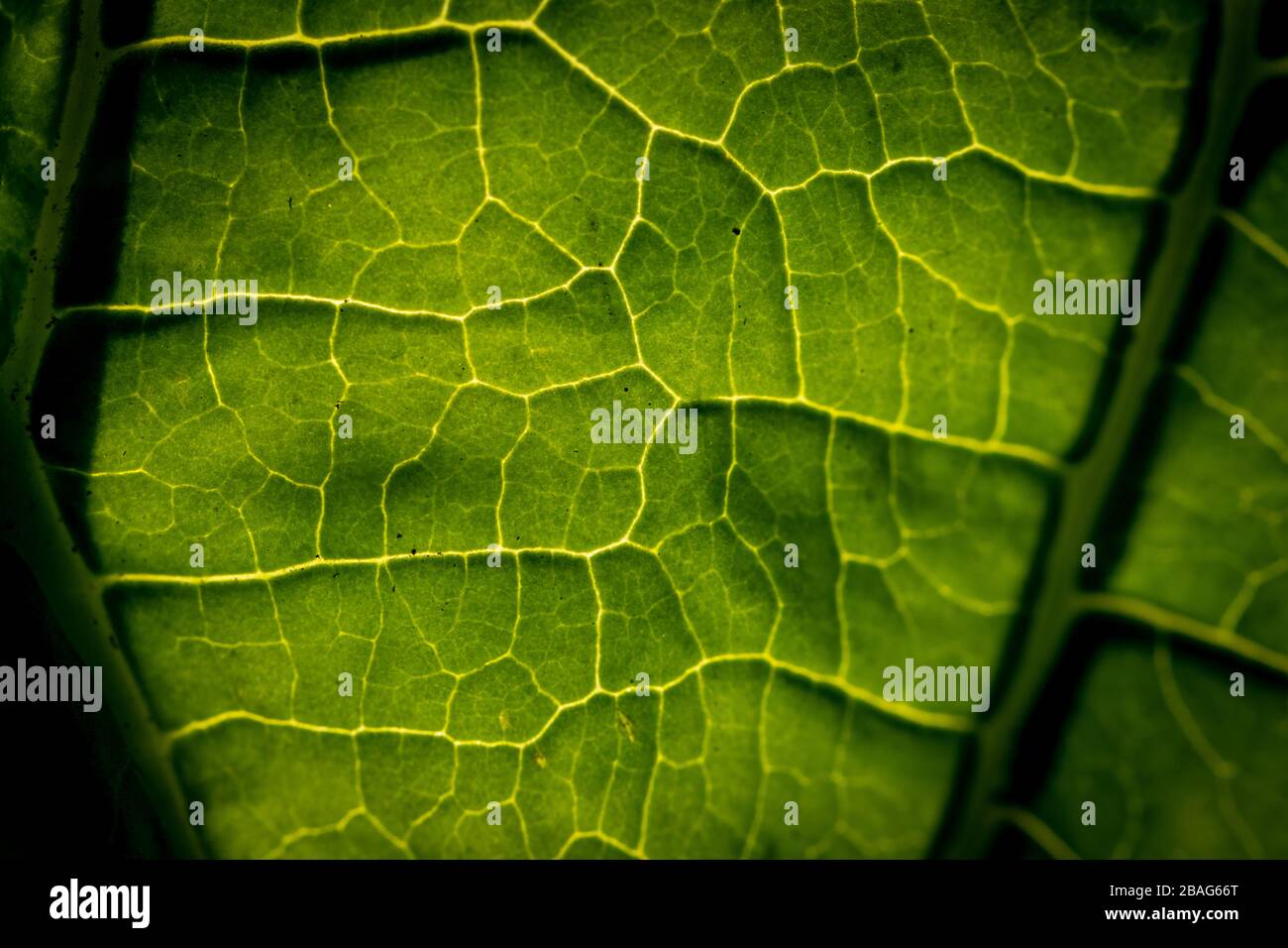 Close up of backlit veins of green leaf Stock Photo - Alamy