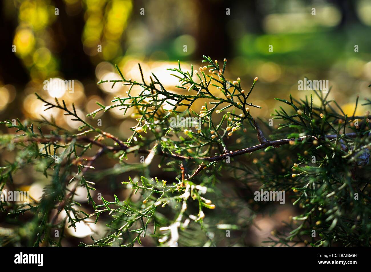 Detail of Mexican white cedar -cupressus lusitanica or Benthamil cypress -evergreen conifer tree foliage and cones Stock Photo